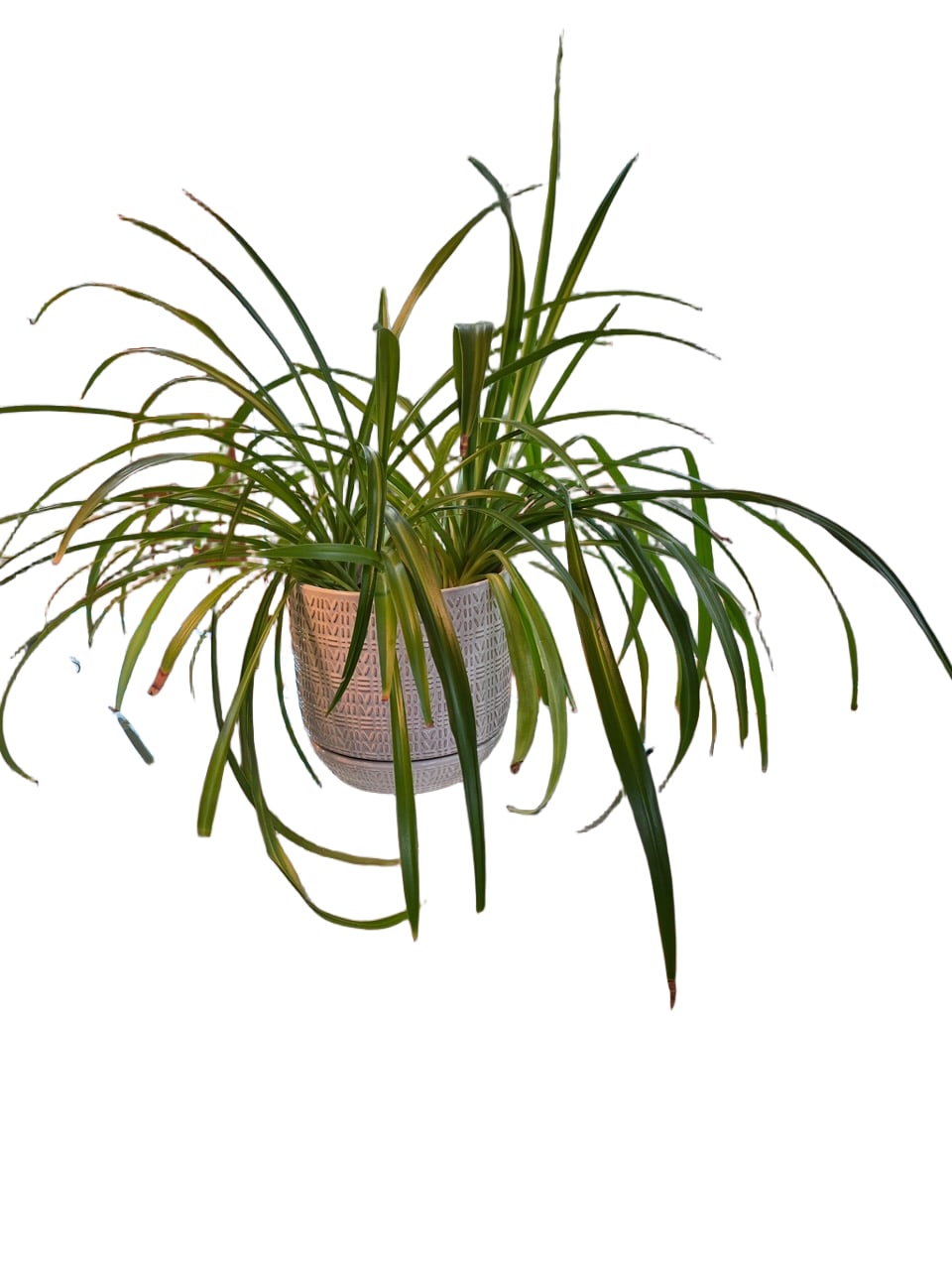 Spider Plants