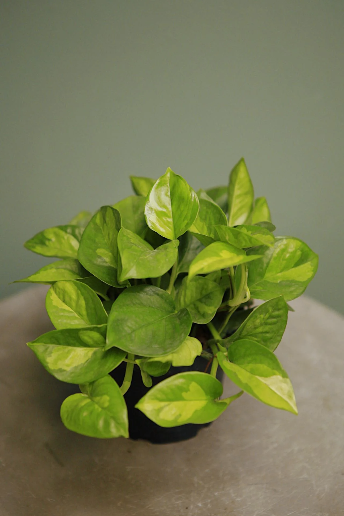 Pothos