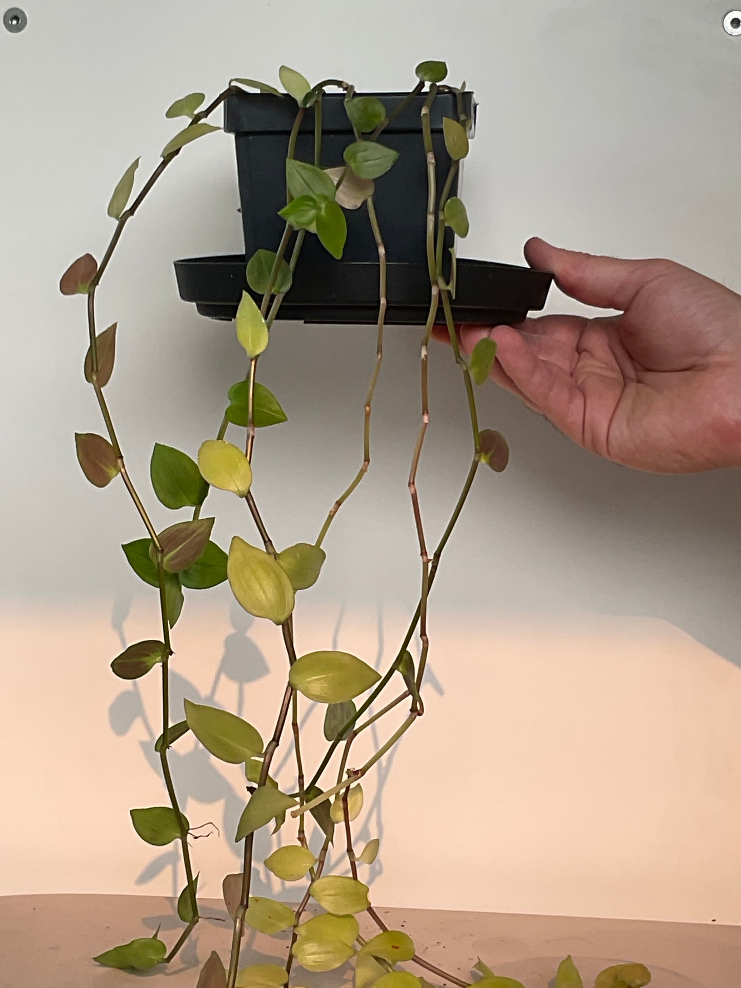 Tradescantia #1