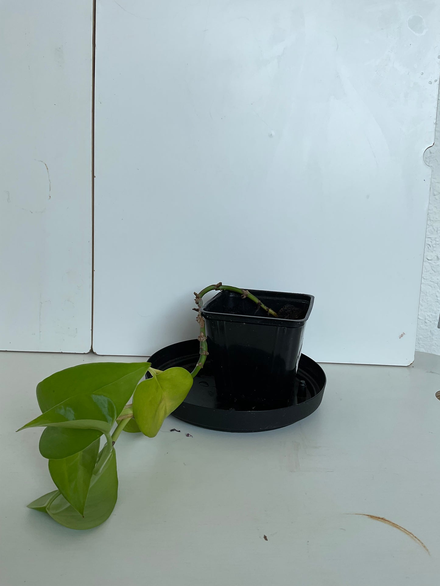 Pothos #3