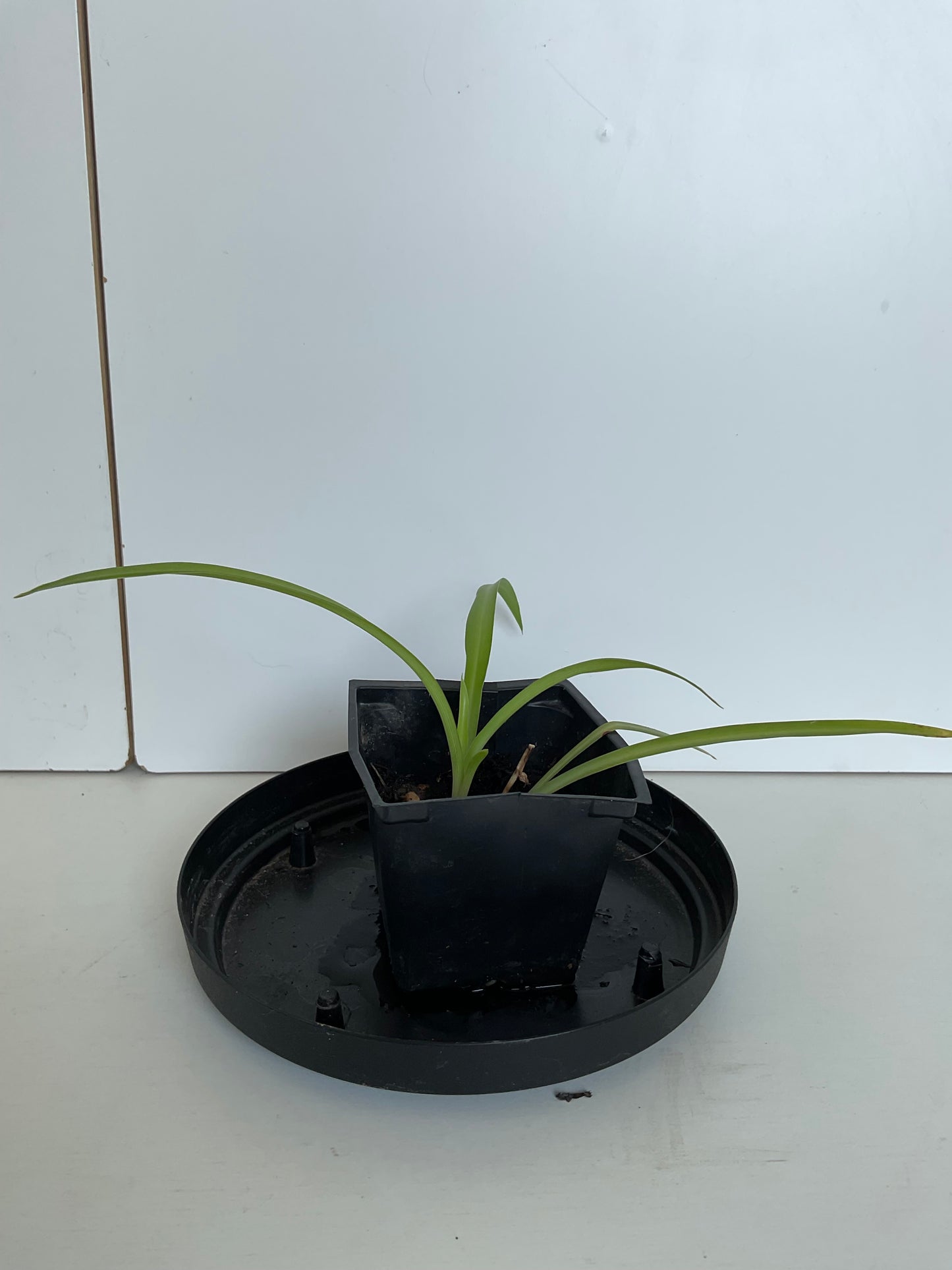 Spider plant #2