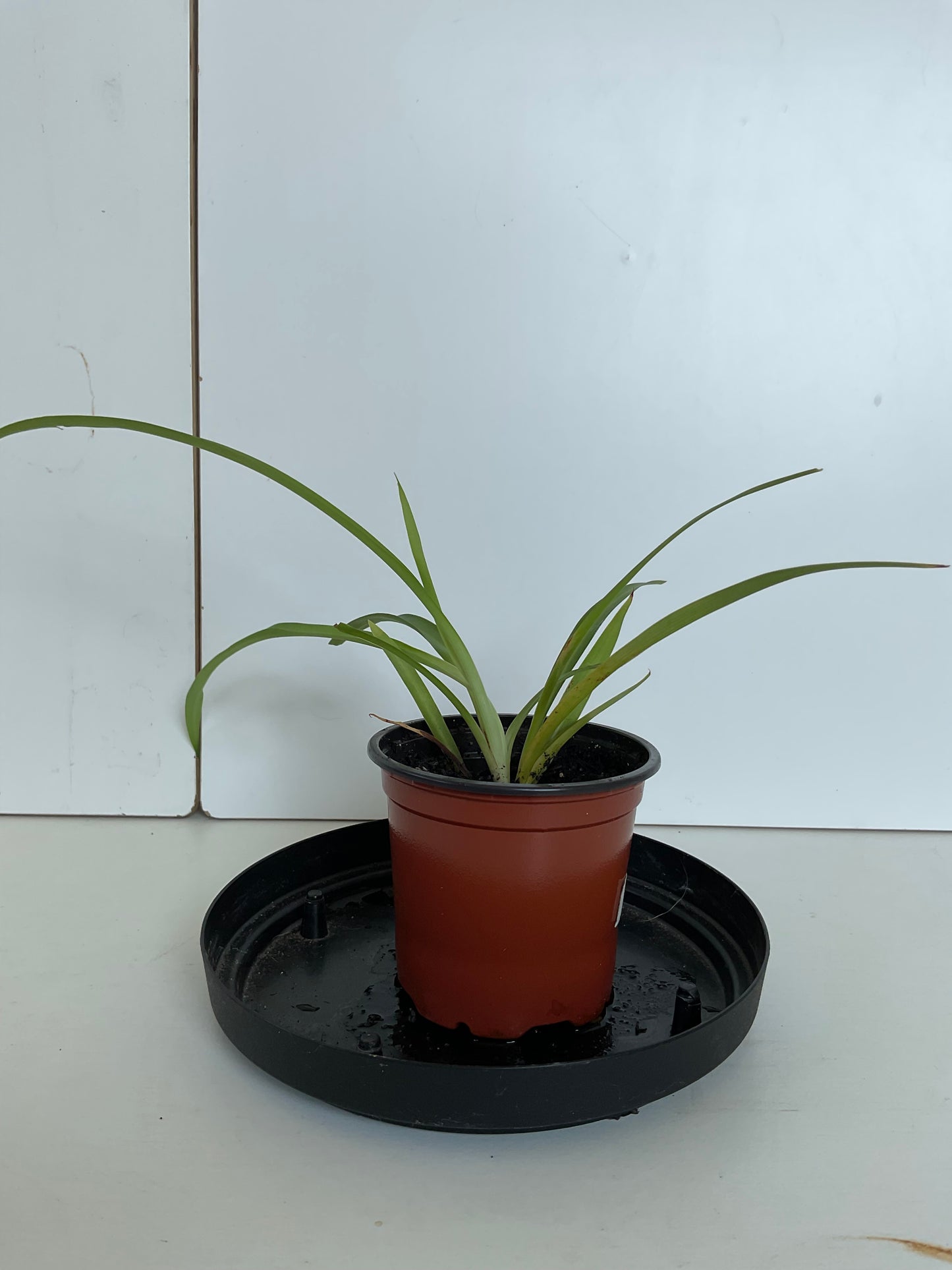 Spider plant #1