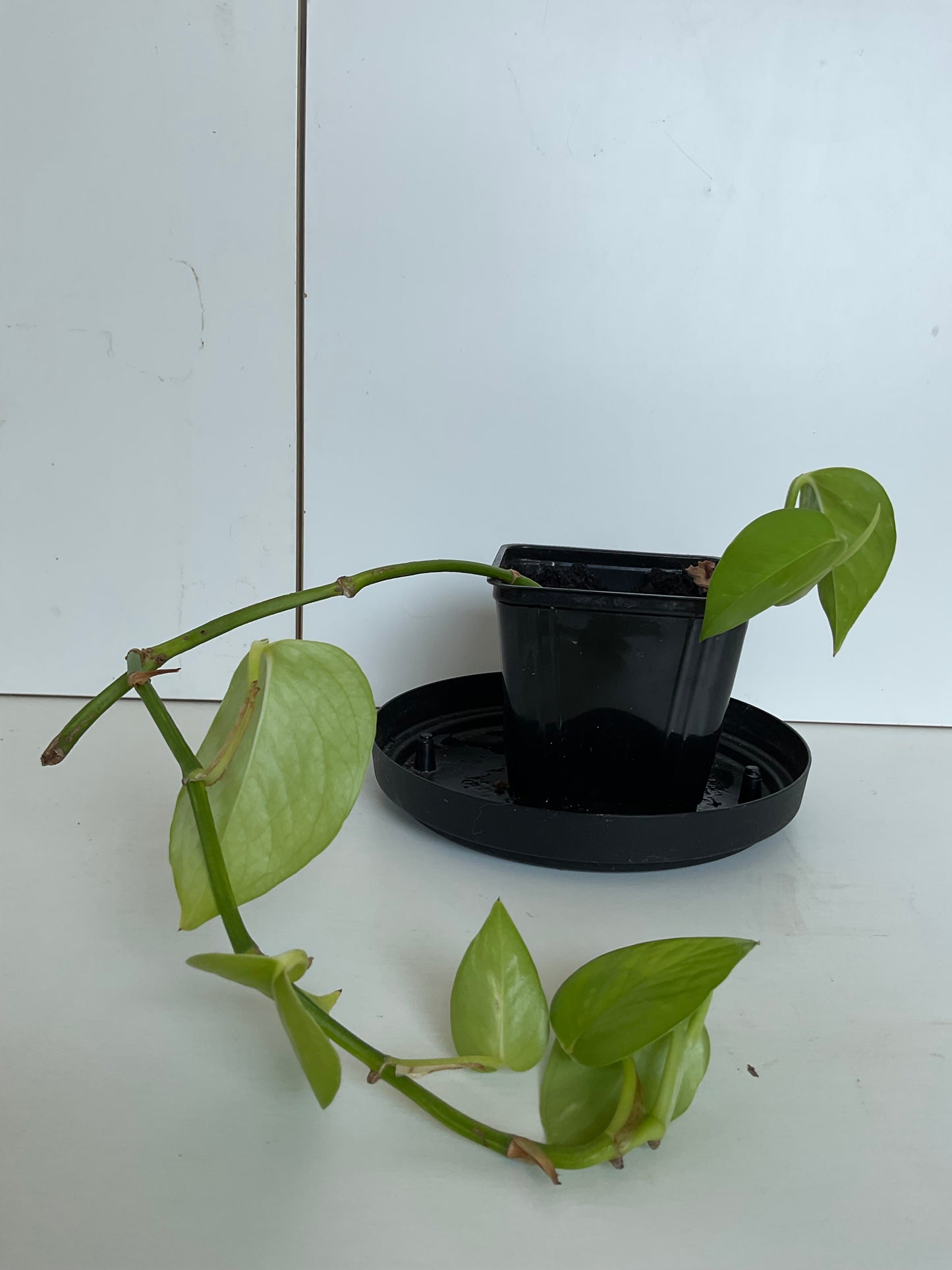 Pothos #1