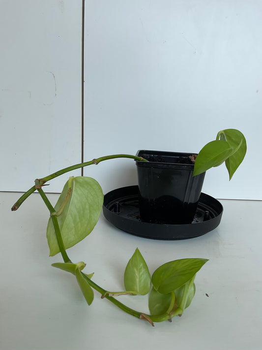 Pothos #1