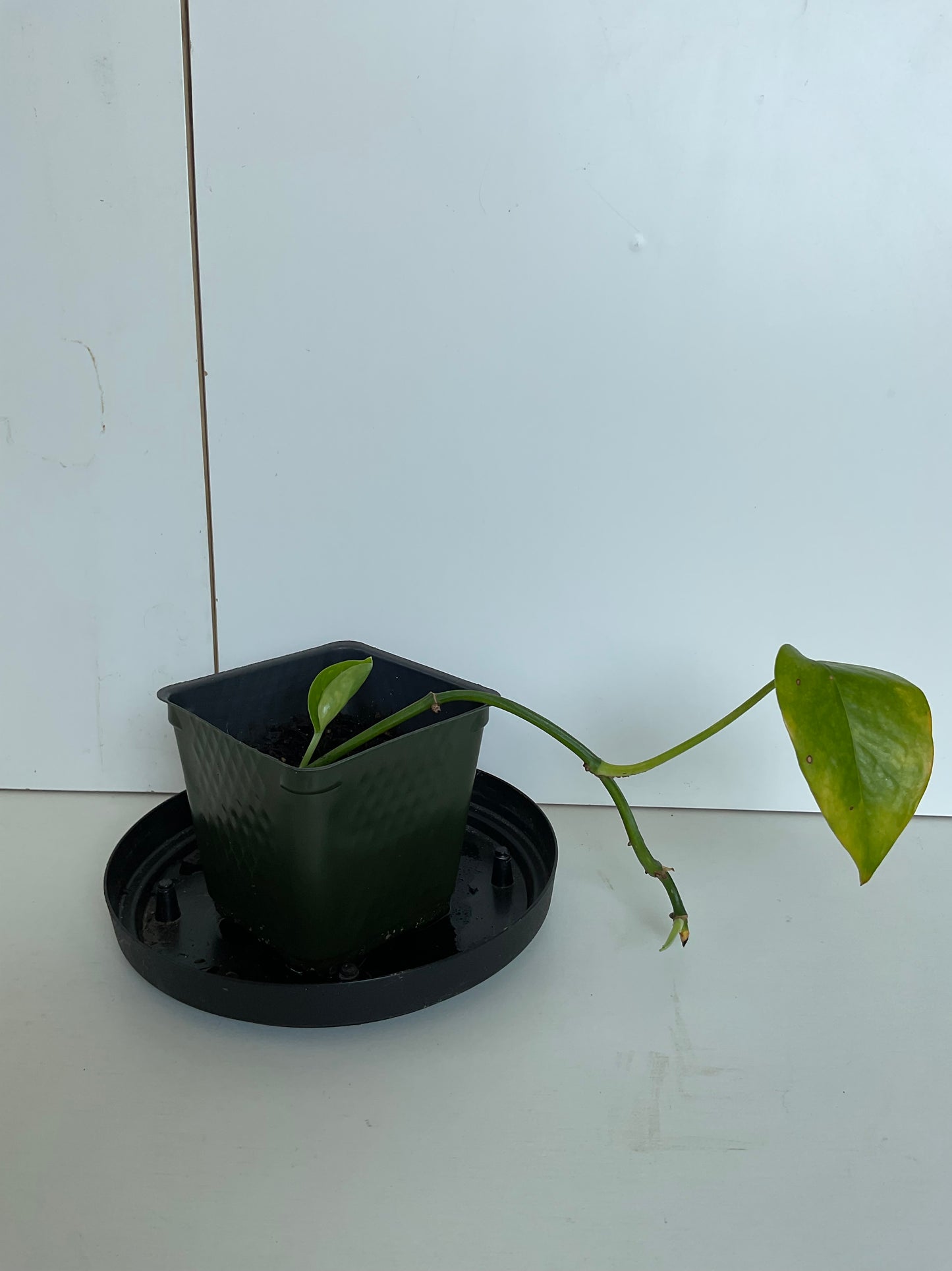 Pothos #2