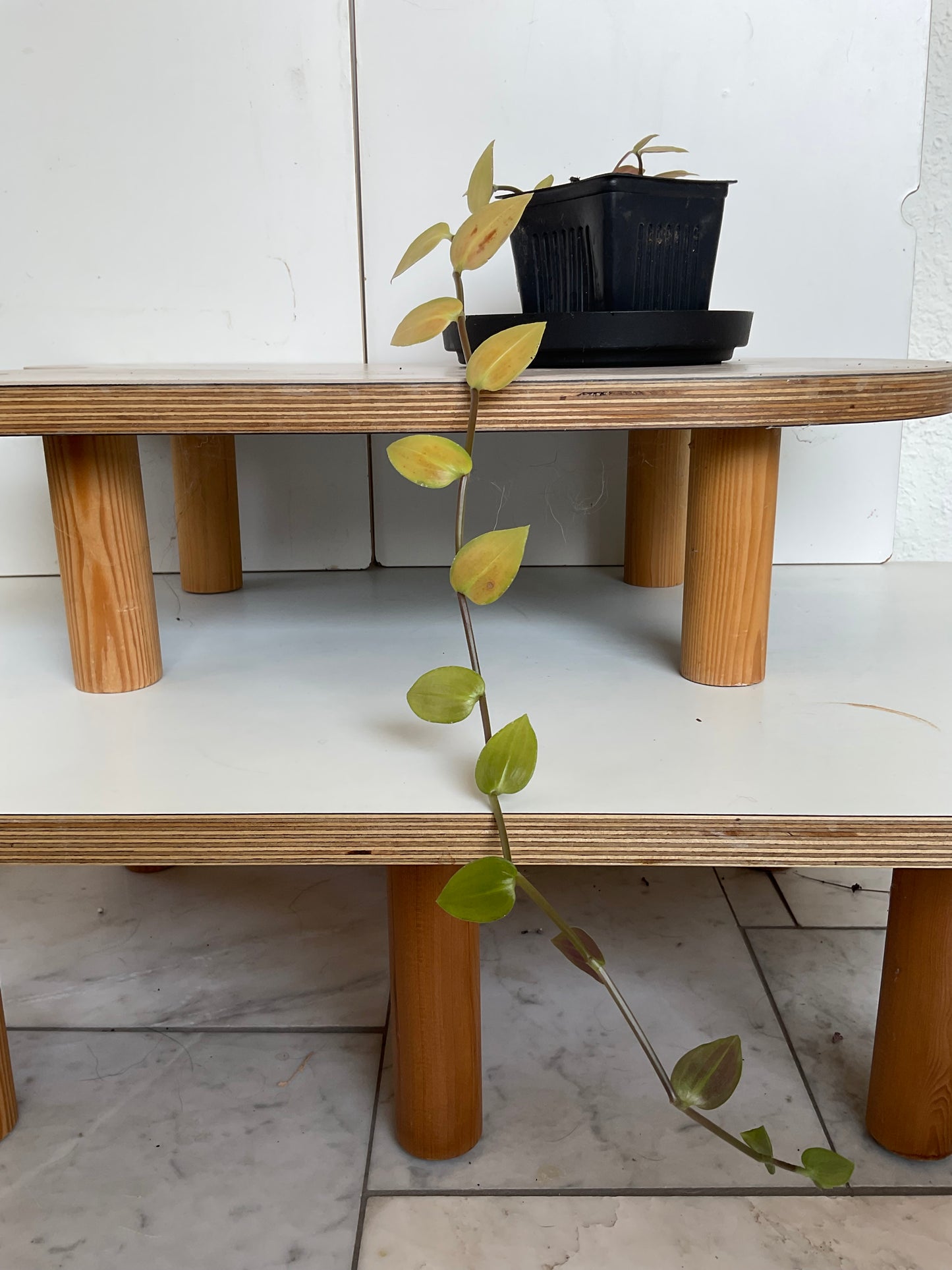 Tradescantia #3