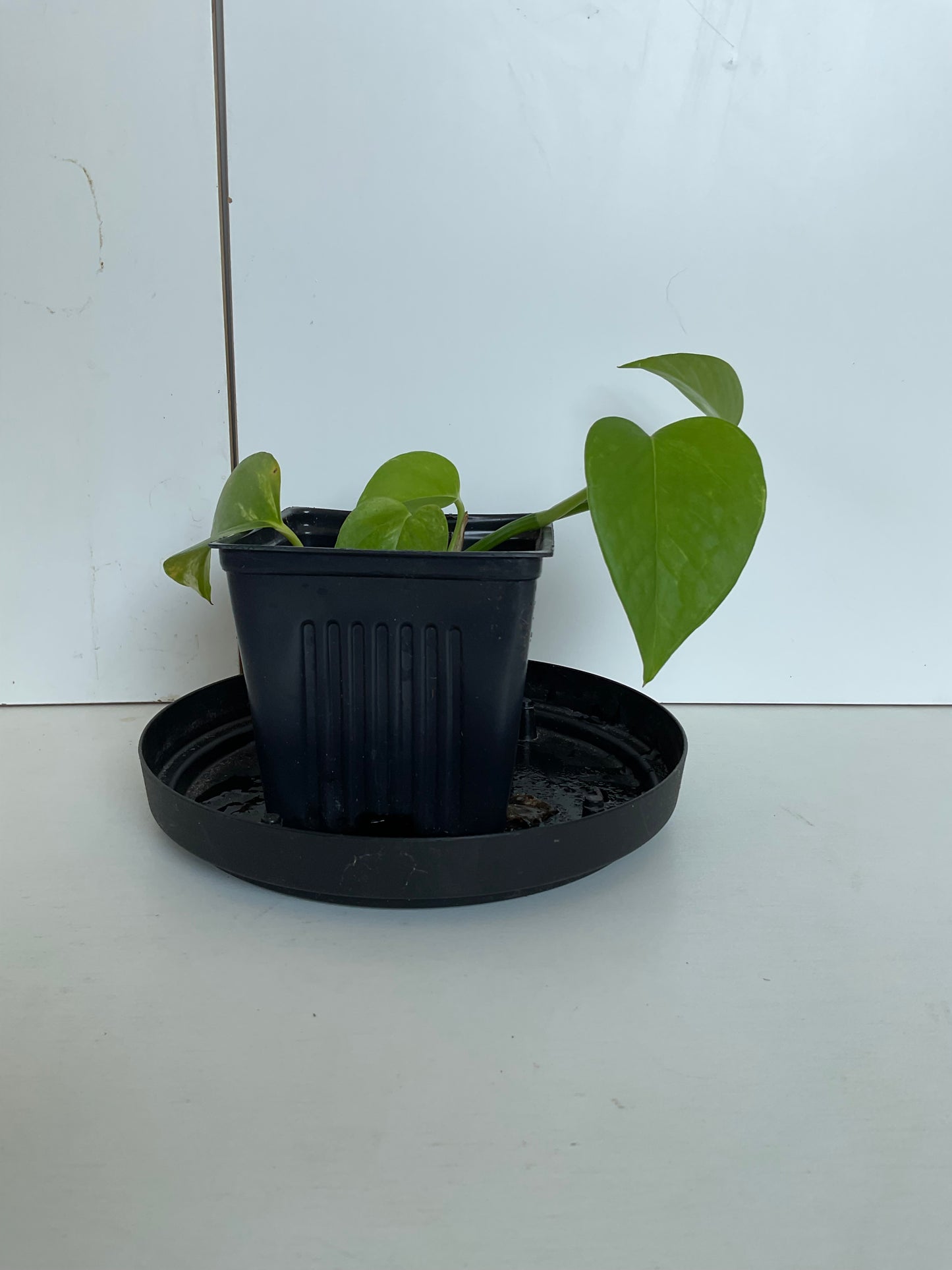 Pothos #4