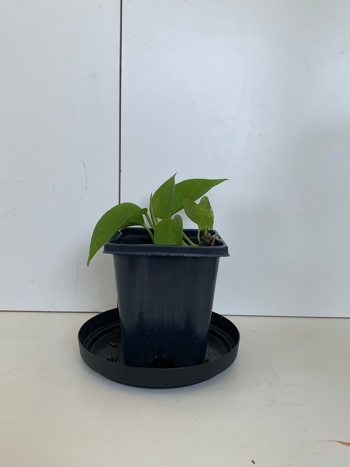 Pothos #5