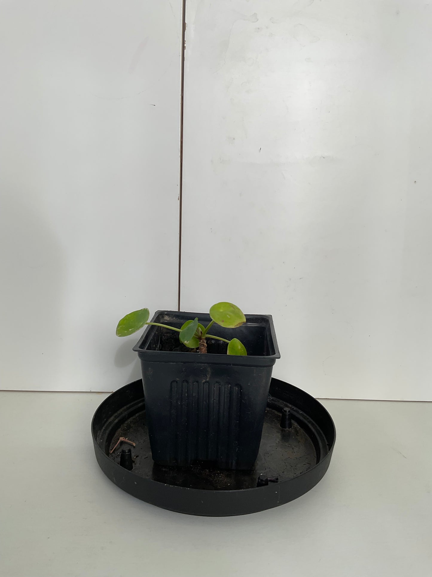 Chinese money plant #1