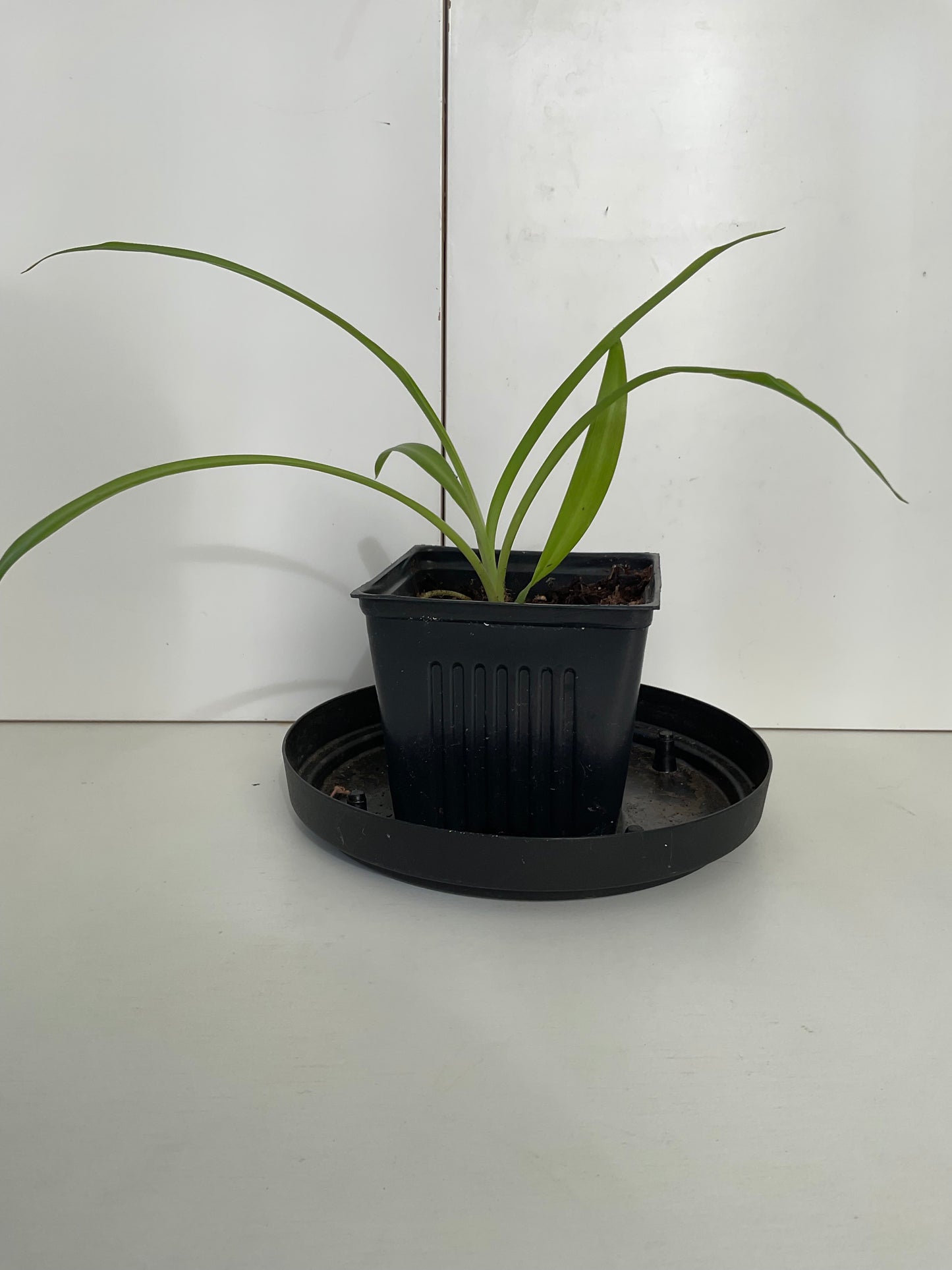 spider plant #3