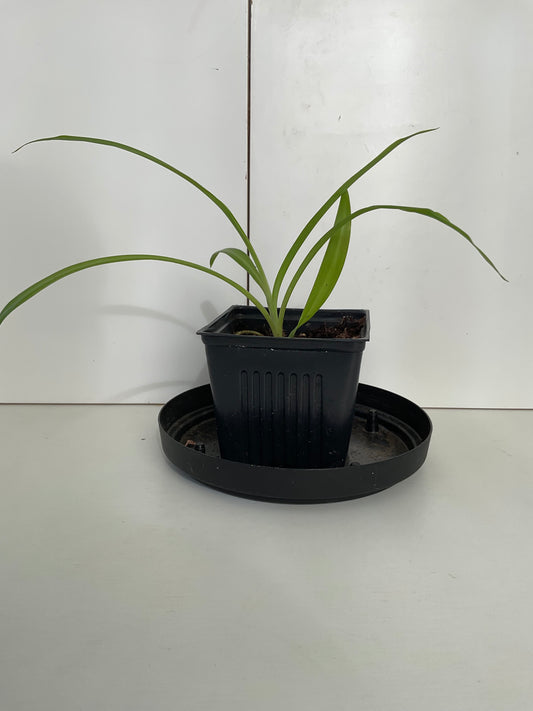 spider plant #3