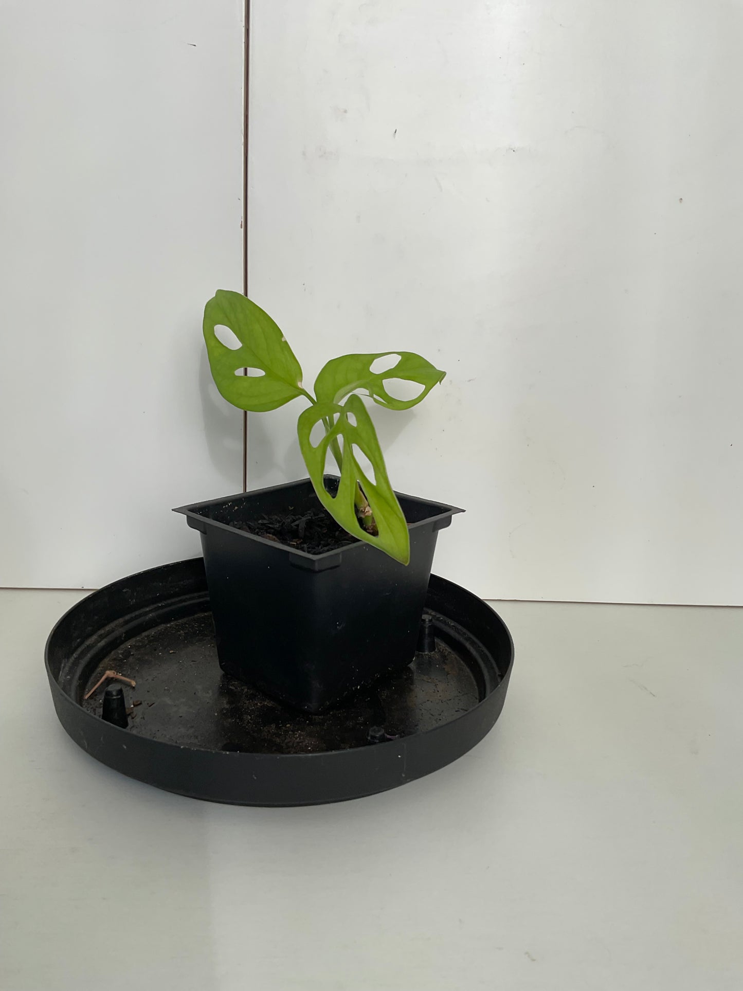 Monstera Adensonii #1